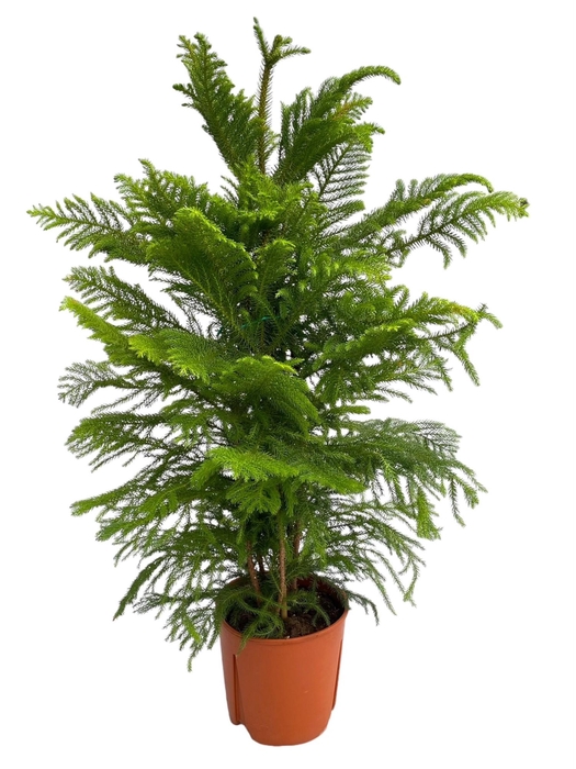 <h4>Araucaria Heterophylla - pot 22 cm</h4>
