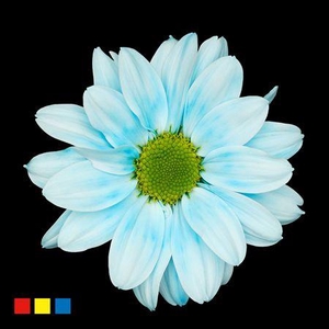 Chr T Kennedy Pastel Blue
