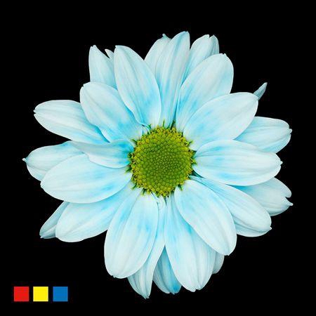 <h4>Chr T Kennedy Pastel Blue</h4>