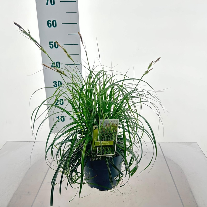 <h4>Carex Ribon Falls ('Et Crx02'PBR)</h4>