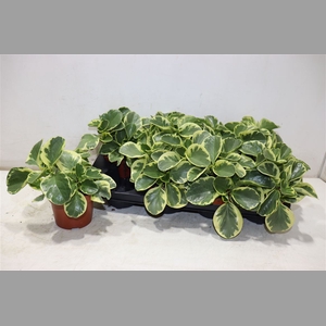 Pep Obt Variegata