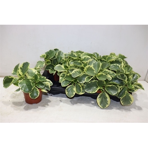 Pep Obt Variegata