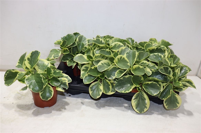 <h4>Pep Obt Variegata</h4>