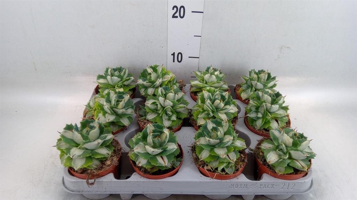 <h4>Agave   ...</h4>