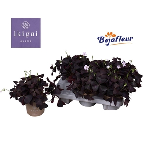 Oxalis trian.