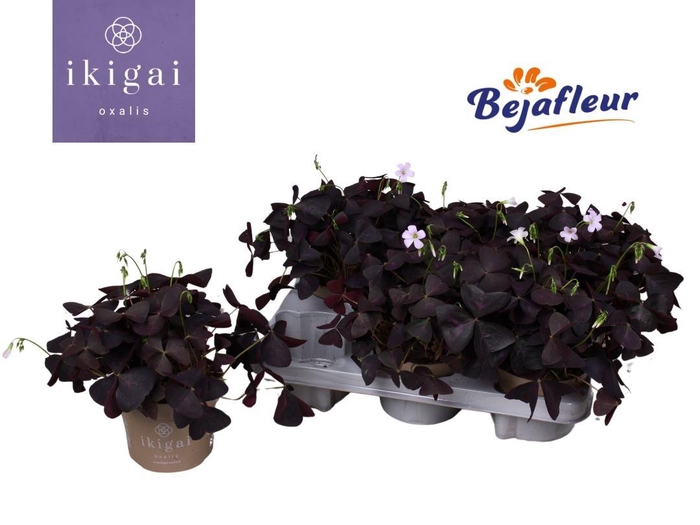 <h4>Oxalis triangularis</h4>