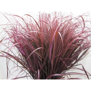 Panicum Warrior Dark Cerise