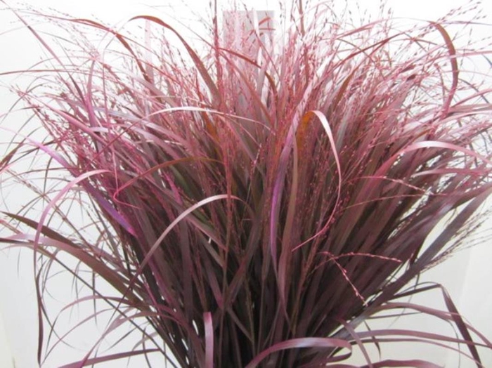 Panicum Warrior Dark Cerise