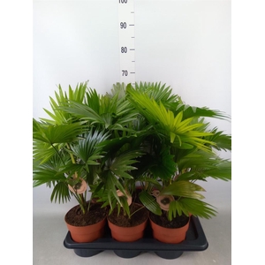 Livistona rotundifolia