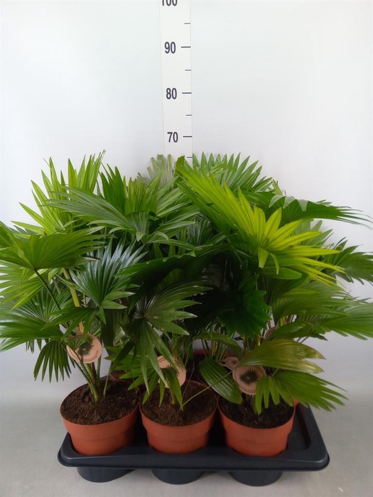 <h4>Livistona rotundifolia</h4>