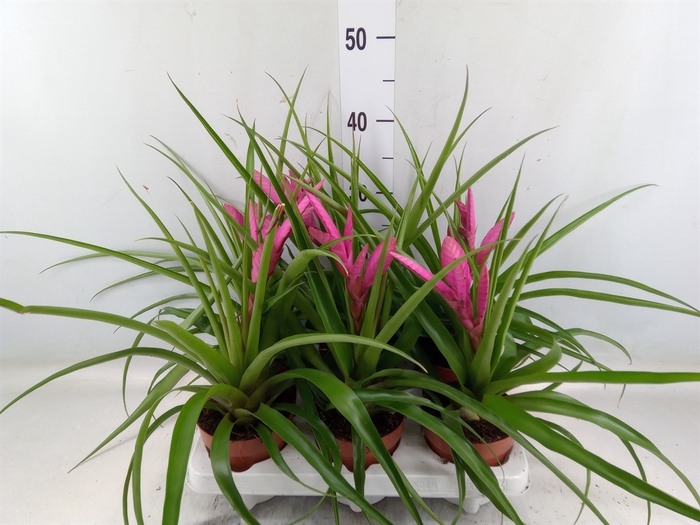 <h4>Tillandsia  'Antonio'</h4>