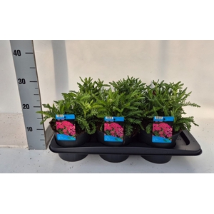 Achillea millef.