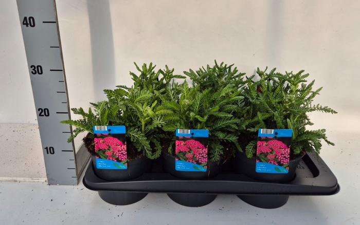 <h4>Achillea millef.</h4>
