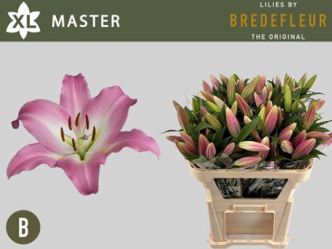 <h4>LI OT MASTER</h4>