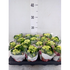 Kalanchoe blos. 'RosDon Dione'