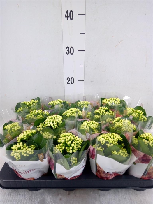 <h4>Kalanchoe blos. 'RosDon Dione'</h4>
