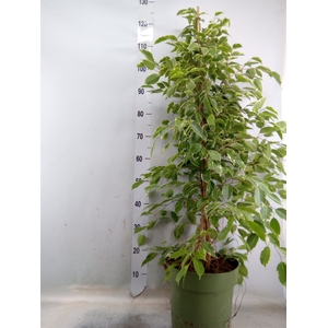 Ficus benja. 'Golden King'