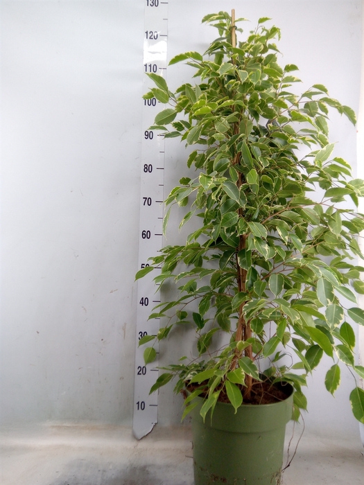 <h4>Ficus benja. 'Golden King'</h4>