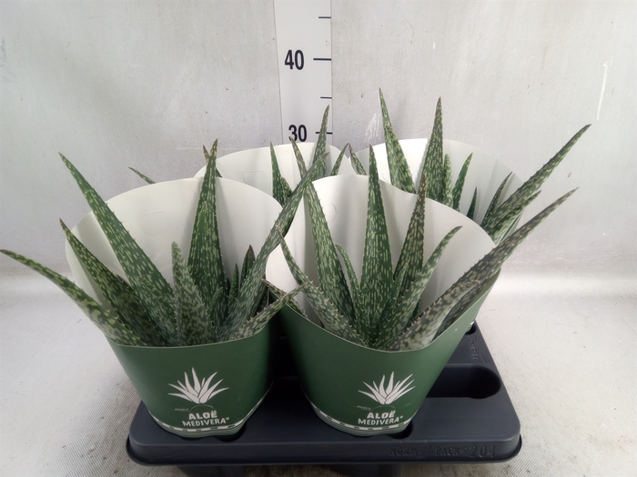 <h4>Aloe  'Meridiaan'</h4>