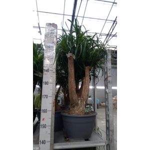 Beaucarnea recurvata