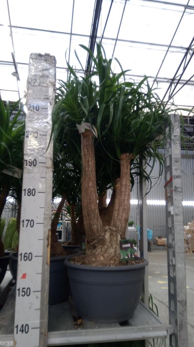 <h4>Beaucarnea recurvata</h4>