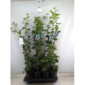 Hedera hibernica