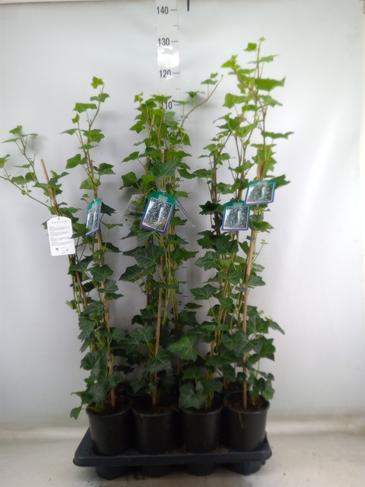 <h4>Hedera hibernica</h4>