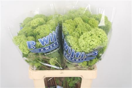 <h4>Viburnum Roseum St 2+</h4>