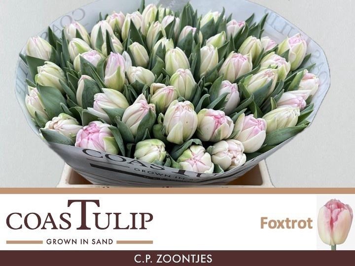 <h4>TU DU FOXTROT</h4>