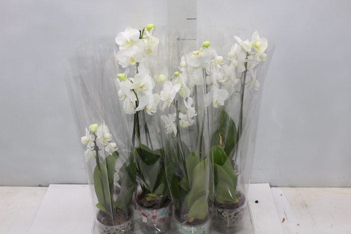 <h4>ROSA DO DESERTO P09 COM FLOR</h4>