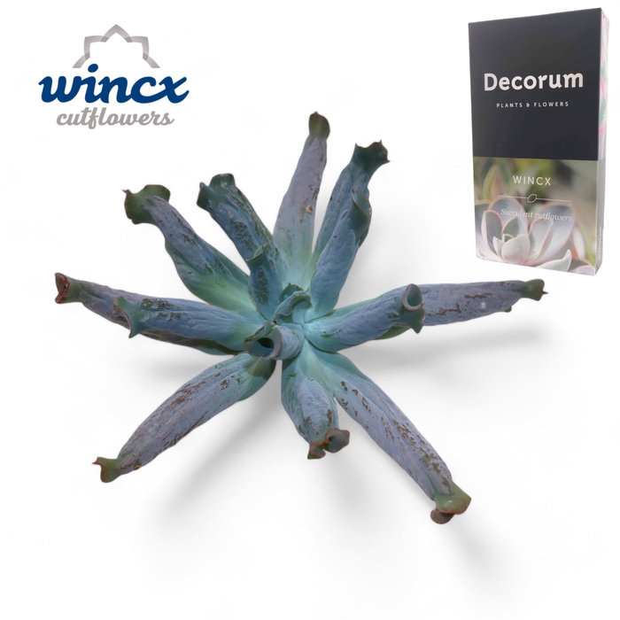 <h4>Echeveria Culebra Cutflower Wincx-12cm</h4>