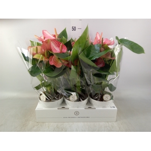 Anthurium andr. 'Livium Ruby'
