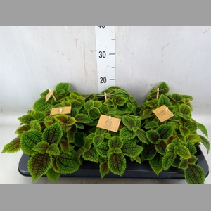 Pilea alumi