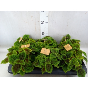 Pilea alumi