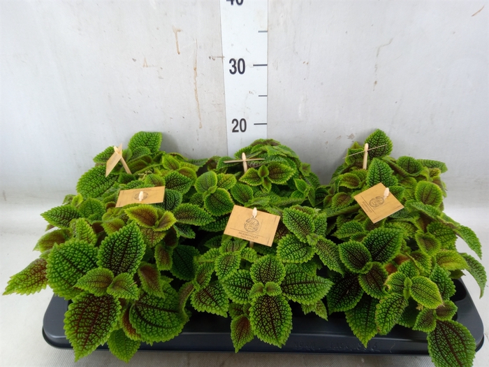 <h4>Pilea alumi</h4>