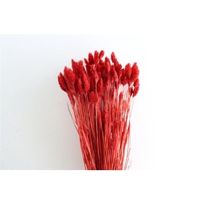 Dried Phalaris X5 Ferrari Red Bunch