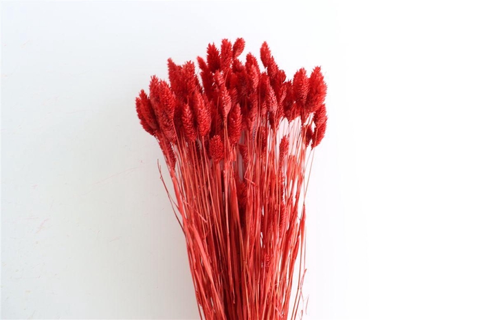 Dried Phalaris X5 Ferrari Red Bunch
