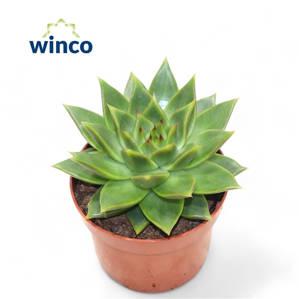 <h4>Echeveria Ebony Green</h4>