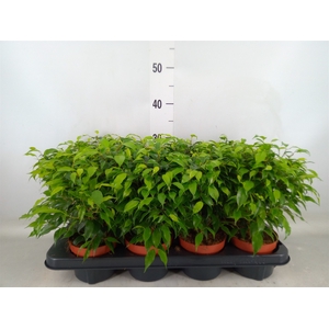 Ficus benja. 'Green Kinky'
