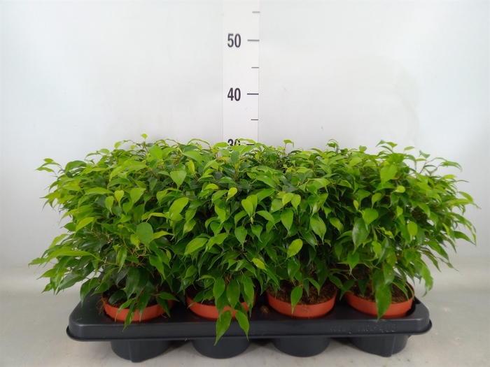 <h4>Ficus benja. 'Green Kinky'</h4>