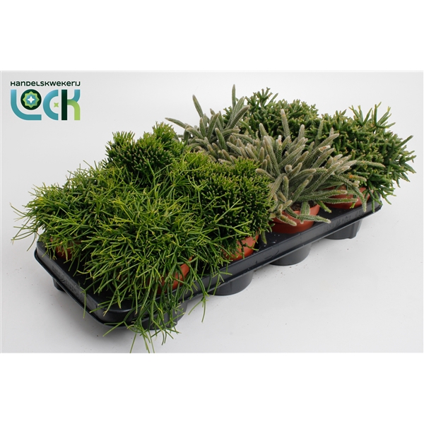 <h4>Rhipsalis Mix</h4>