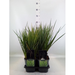 Siergras   ...              [Grass]