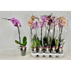 PHAL GEM
