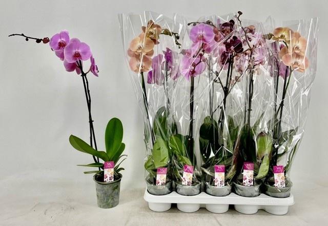 <h4>PHAL GEM</h4>