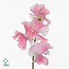 LATHYR MIST PINK