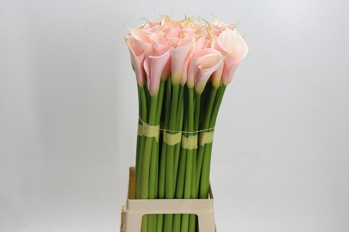 Zantedeschia Eydolls Salmon