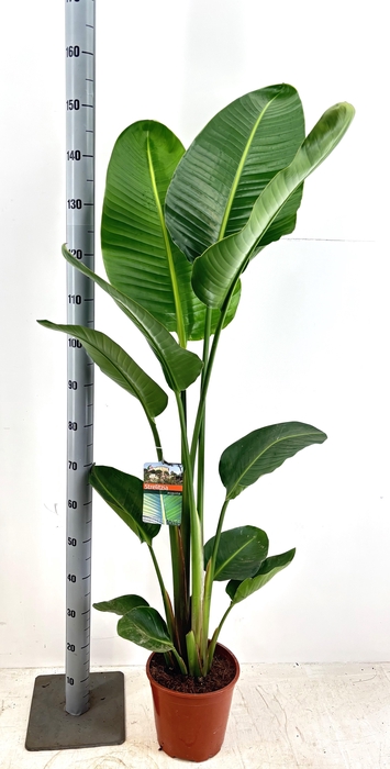 <h4>STRELITZIA NICOLAI</h4>