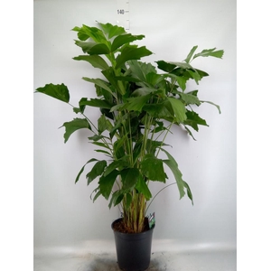 Caryota mitis