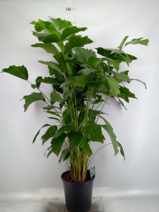 <h4>Caryota mitis</h4>
