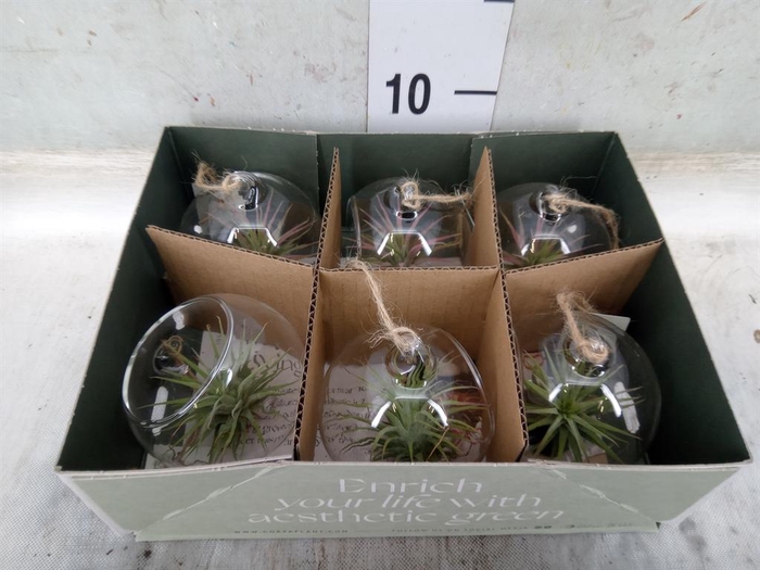 <h4>Arr. Tillandsia L%</h4>